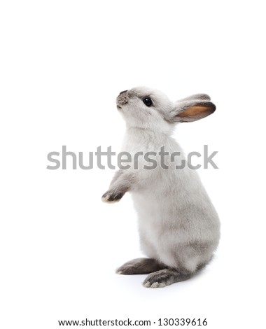 Little rabbit on white