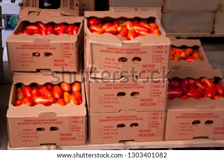 Boxes of greenhouuse tomatos stacked at the outdoor/indoor Market in Montreal, Quebec, on a bright day in September.