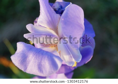 Isolated pale purple flower Iris with water drops (dews) in the garden in the morning. Iris cycloglossa. Macro. Love.