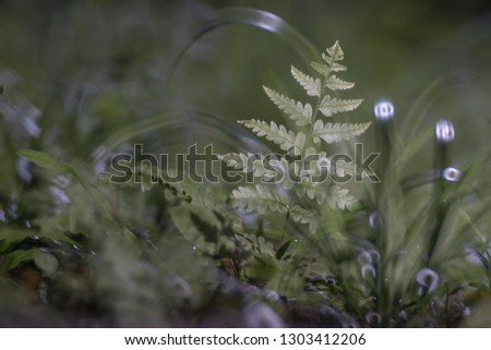 Ferns leaf in morning light against bokeh green foliage in natural surrounding