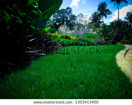 Beautiful Green Grass Field landscape Of The Garden Park On A Sunny Day At Tangguwisia Village, North Bali, Indonesia