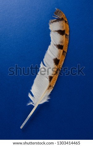 Close-up of feather plume