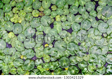 Top view of a lotus leaf on a pond with background