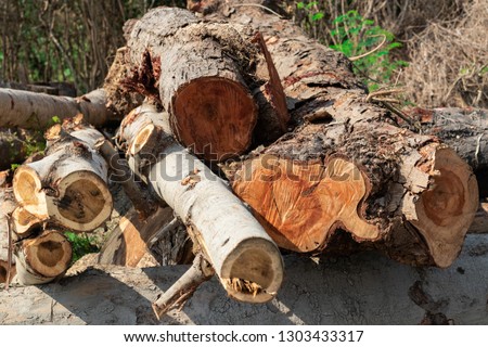 Cross sectional image of the timbers or logs stacked in the outdoors for transportation and processing into wooden furniture components