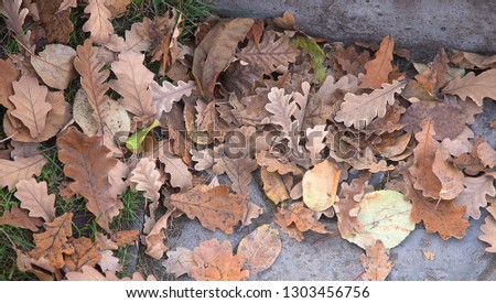 Photo background of colorful leaves fallen from the trees under their feet. Leaves of oak, aspen and others in the form of a carpet under the feet in the park.