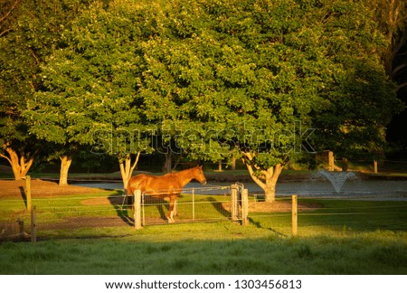 Horse waiting to be fed under row of trees lit by early moring light