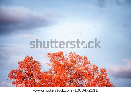 Red tree in autumn against sunset sky.