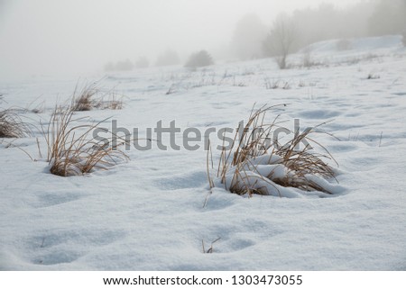 Dried plants under the snow. Sunny misty weather. Selective focus