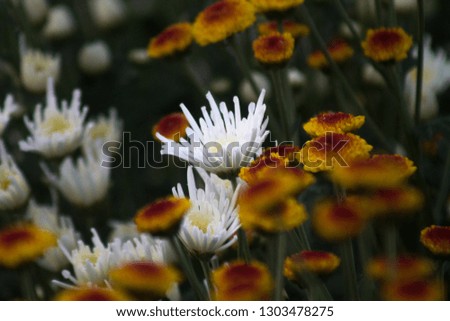 Beautiful  white and yellow flowers in the garden