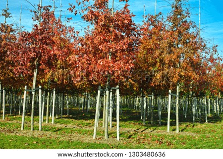 Garden and park tree nurseries specialise in medium to very large sized trees, white american oak tree plantation in Netherlands