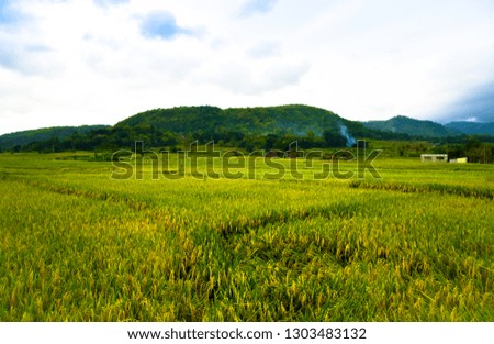 Green rice terrace field with tree and mountain on the background for children school camp trekking holiday destination in the remote island village