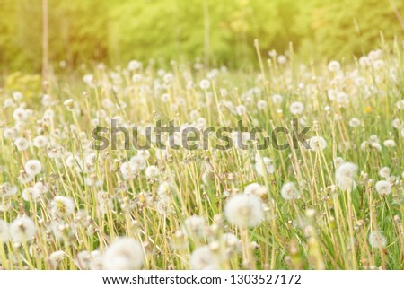 dandelion on background of green