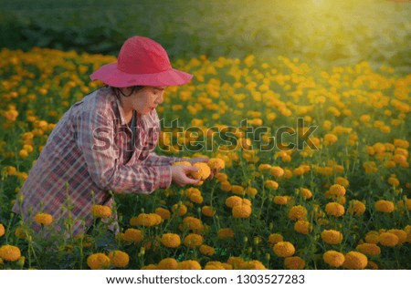 Beautiful Asian agriculture woman wearing red hats collecting and harvest Marigold flower.Beautiful pictures and love concept.Image.
