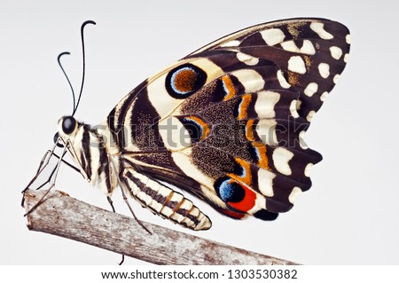 A citrus swallowtail butterfly (Papilio demodocus) on a twig with a plain backround