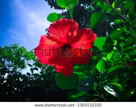 Sweet Red Hibiscus Rosa-sinensis Flower Blooming In The Sunny Day At Tangguwisia Village, North Bali, Indonesia