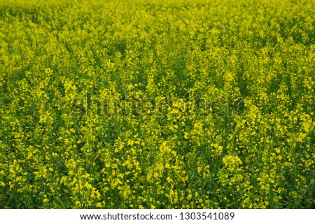 Field with spring flowers