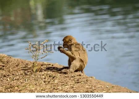 Monkey gestures in Chiang Rai, Thailand.