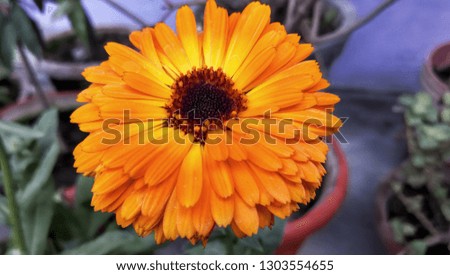 Calendula Yellow Flower