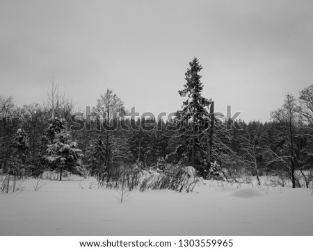 Winter forest picture. Lot of snow and beauty russian nature