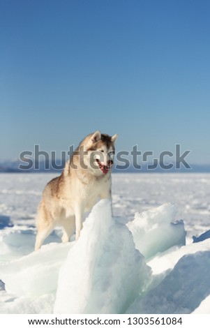 Profile Portrait of gorgeous and happy Siberian husky dog on ice floe on the frozen Okhotsk sea background. Image of Free and wise husky dog is standing on the snow and looking into the distance.