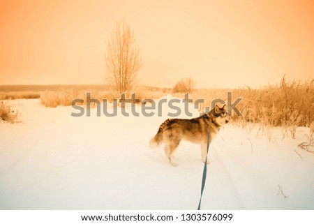 Dog breed alaskan malamute at walk on snowy road. Toned.