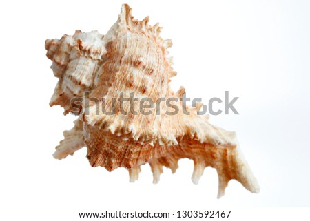 a beautiful isolated sea- shell, detail shot