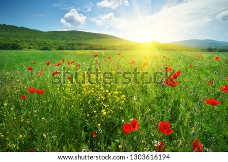 Big green spring meadow and poppy. Spring nature landscape composition of flowers.