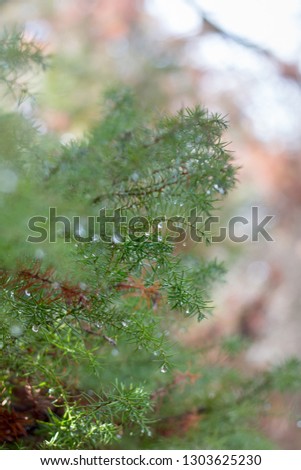 Drops of water on a juniper branch