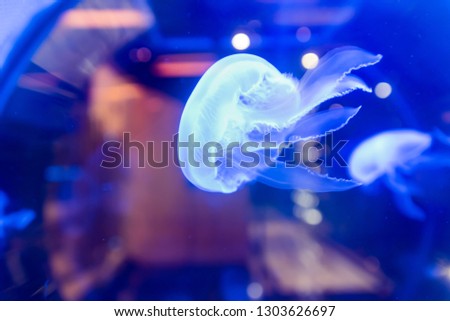 Smooth Jellyfish on the aquarium background, pattaya Thailand