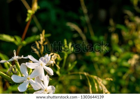 Simple summer floral background, field white and yellow flowers on twigs. Low sunlight at sunset after rain. Natural natural and natural background, blurred at the back. Small inflorescences.