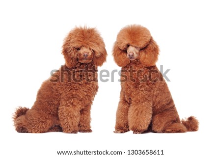 Side view picture of a poodle before and after grooming procedures