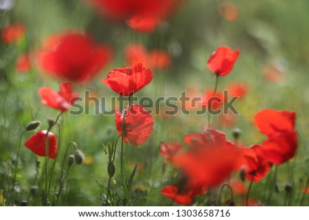 
bright poppies on a green background