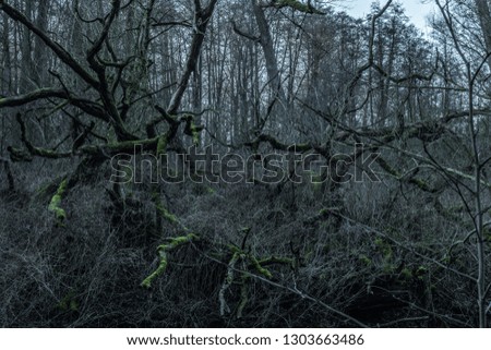 A Mystic and scary fallen tree with many green roots in a dark Forest.