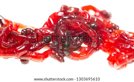 Red worm bloodworm isolated on white background