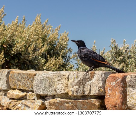 Red-winged starling in South Africa 