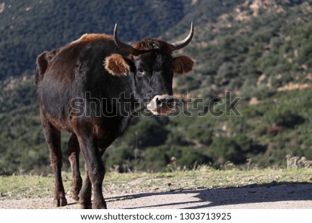 Cow in the Hills in Sardinia, Italy