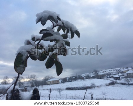 Snowy weather, Snowy mountains, Trees with trees, Pictures of trees and trees