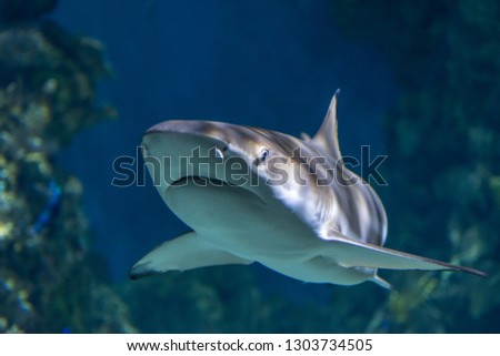 Isolated single shark under water