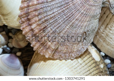 Scallop seashell background. Vacation concept