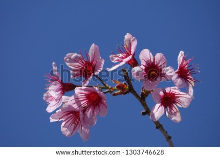 pink sakura flower blossom on blue sky background on tet holiday