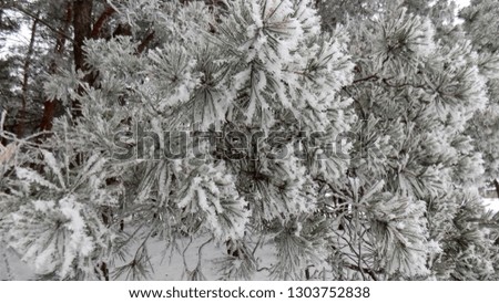 Pines tree backgrounds. Beautiful pine forest background. Winter backdrop.           