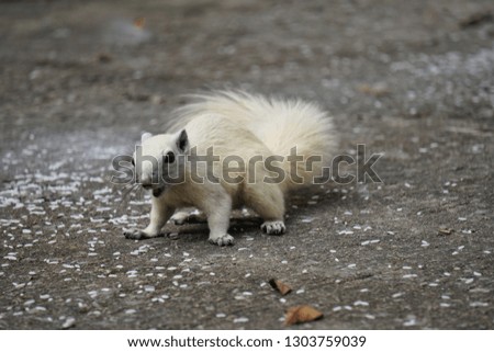White squirrel is looking at the camera