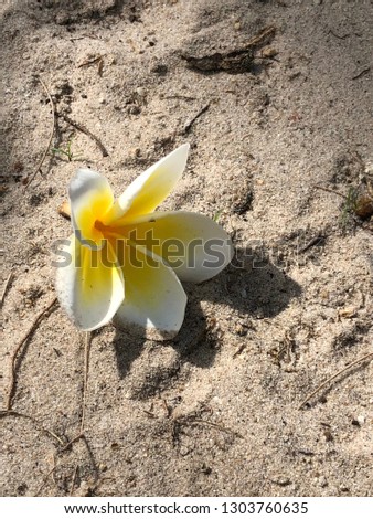 White flower on ground