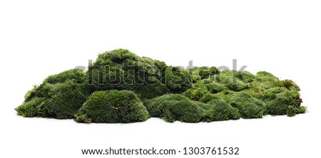 Green moss isolated on white background Royalty-Free Stock Photo #1303761532
