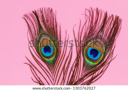 Colorful peacock feathers on pink background, copy space, text place. Make up fashion background, flat lay