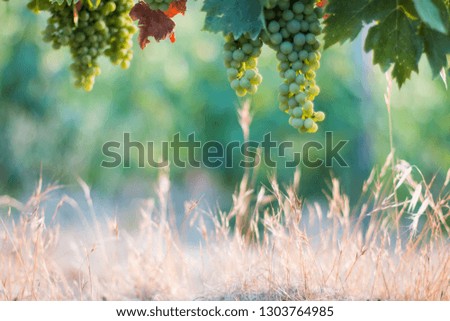 Blue and green vine grapes on a farm, evening sun, Tuscany
