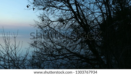 Bare trees overlooking lake