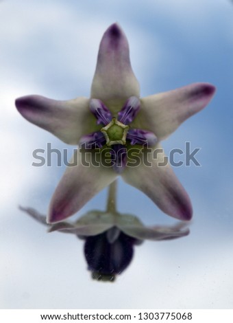 Flower stars against the background of clouds