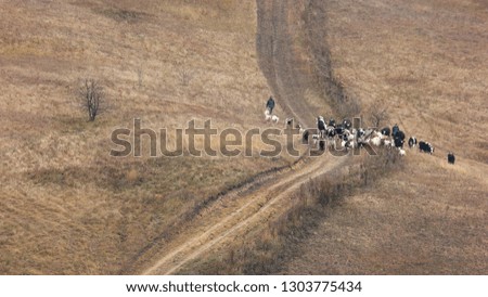 Domestic herd of cattle on meadow in autumn. Aerial view of holstein cattle walking on pasture road.