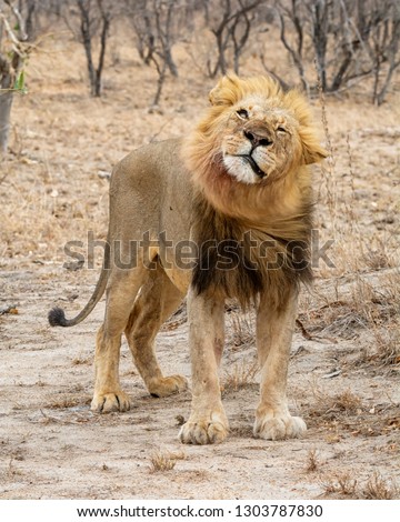 A male Lion in Southern African savanna
